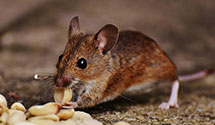 24 Hour & Emergency Exterminators in Bloomington Normal Airport, IL